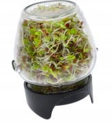 Kiełkownica słoikowa Twist-off + nasiona BW