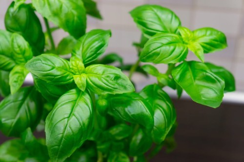 Oregano 50g