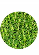 Tymianek 50g
