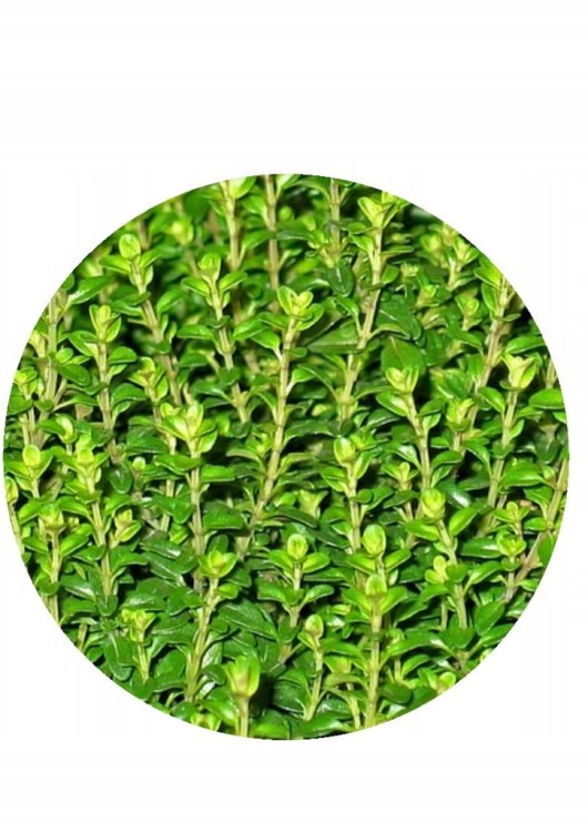 Tymianek 50g