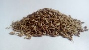 Kminek ziarno 100g